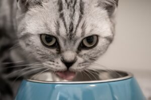 cat feeding from a bowl