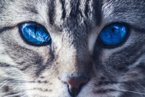 blue eyed cat