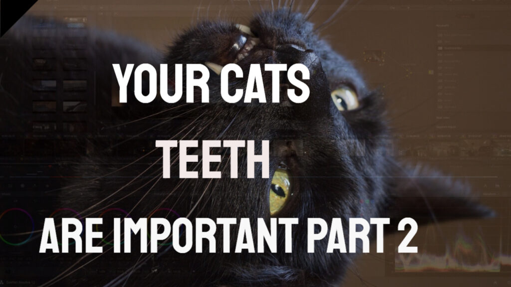 cats teeth black cat