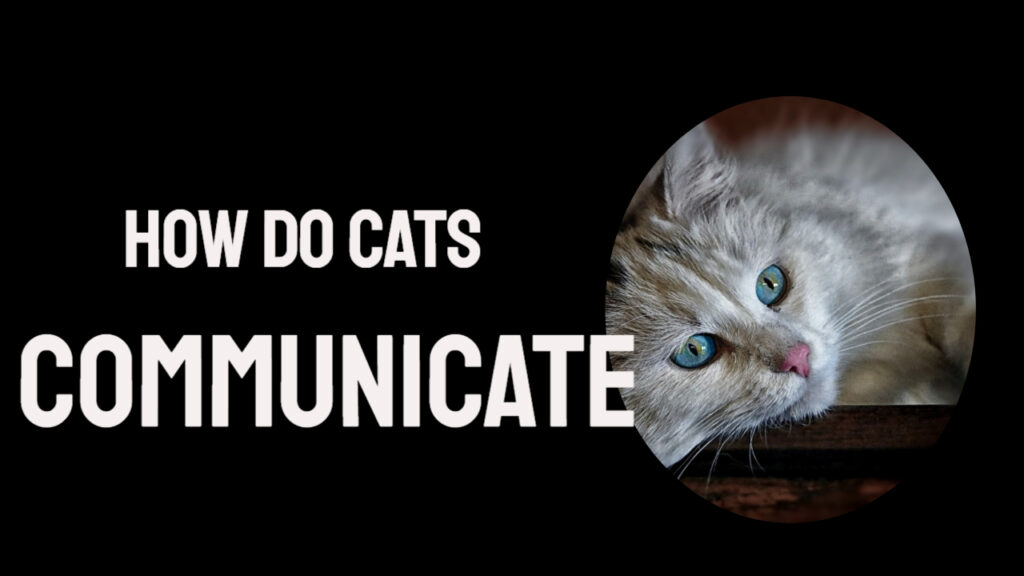 how do cats communicate 