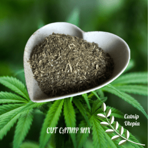 Cut catnip