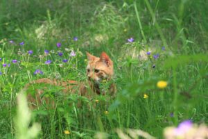 ginger cat in garden