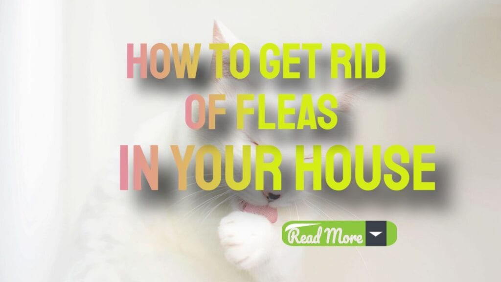 how to get rid of fleas in your house. read more