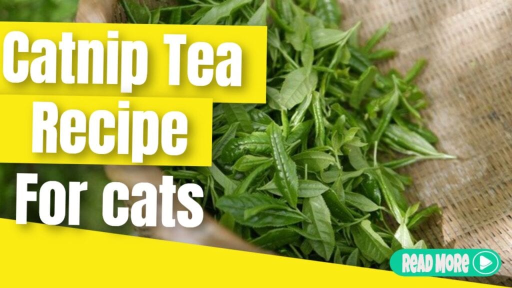catnip tea recipe for cats