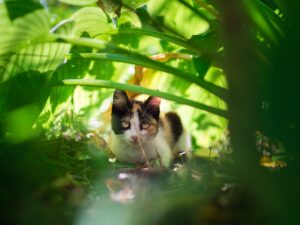young cat amonst plants