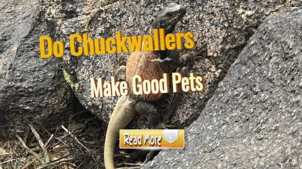 Do chuckwallers make Good pets