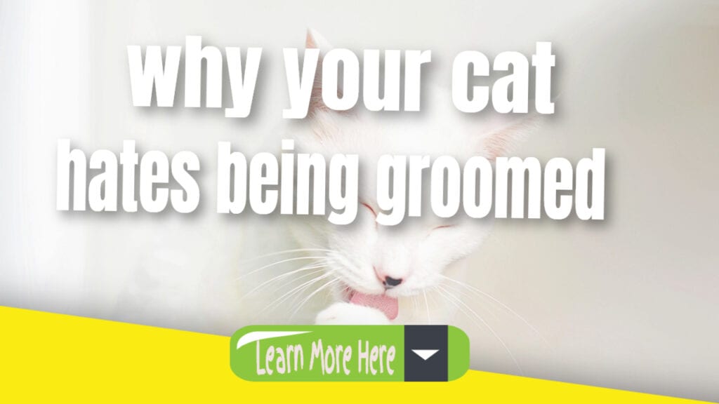 why your cat hates being groomed