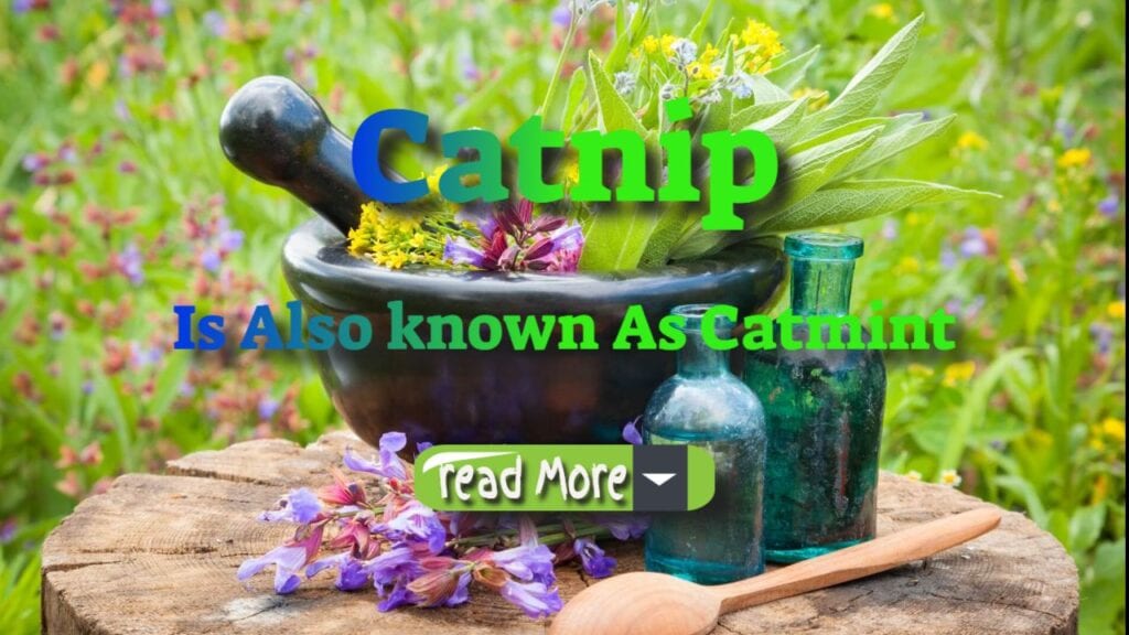 catnip is also known as catmint. read more