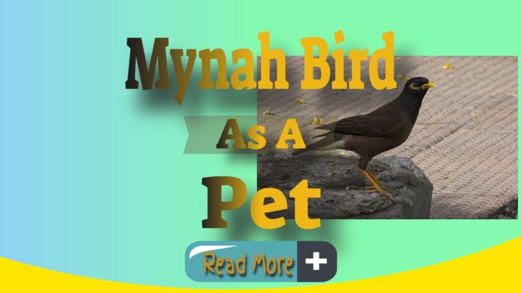 mynah bird as a pet thumbnail image