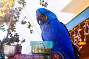 parrot-with blue feathers