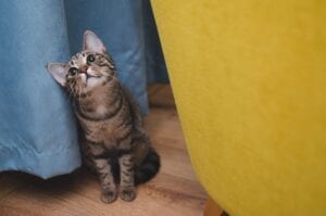 tabby cat looking up