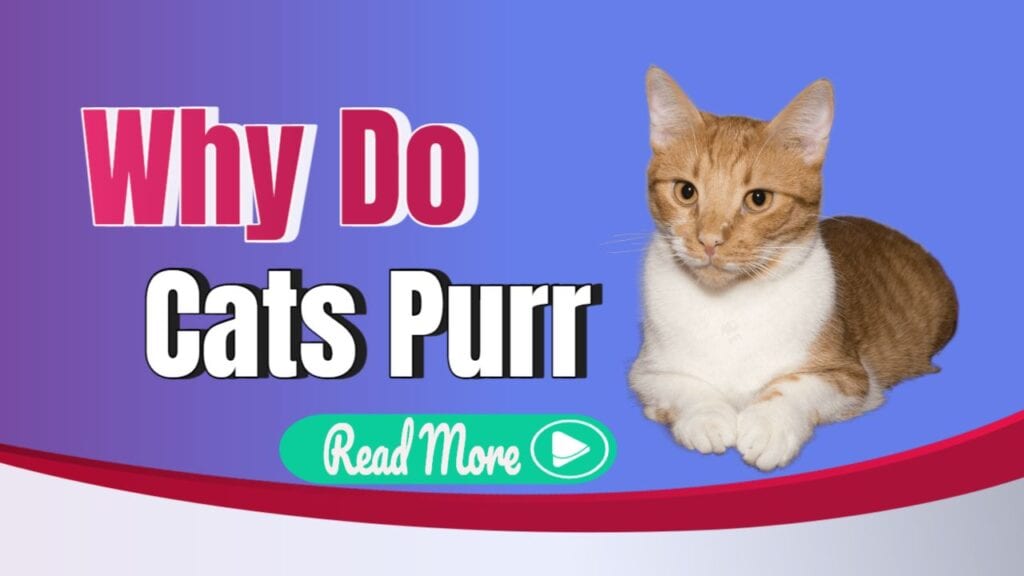 why do cats purr read more