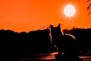cat sitting at sunset-