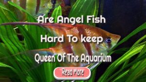 angel fish keeping