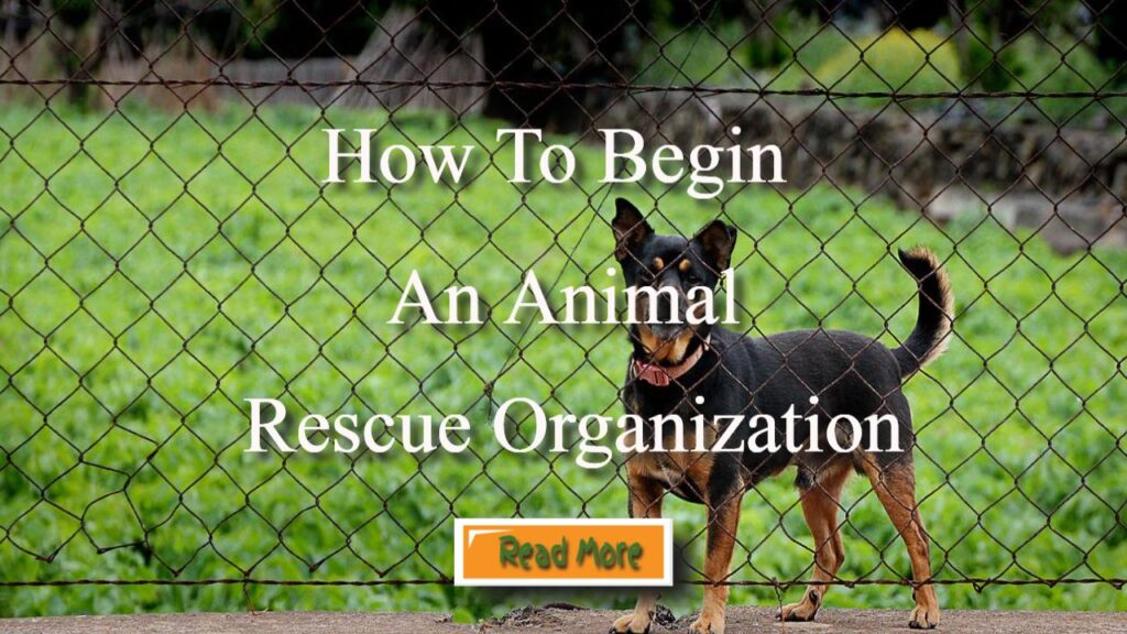 how to begin an animal rescue organisation