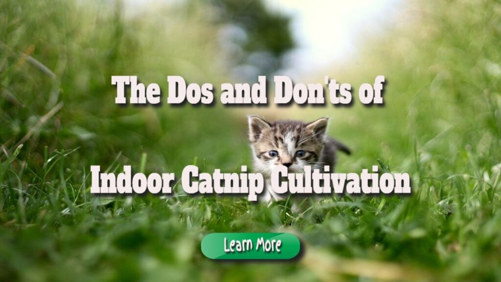 the dos and donts of catnip cultivation