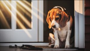 Can A Beagle Really Be Left Alone Indoors?