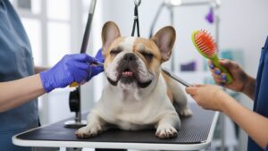 French Bulldog Grooming: Caring for Their Coat